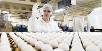 Яйца покатились вспять